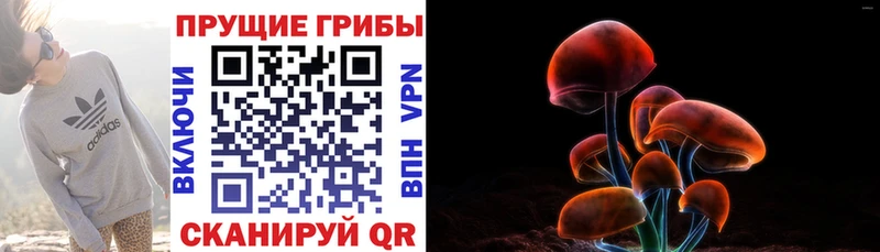 продажа наркотиков  Новая Усмань  darknet наркотические препараты  Псилоцибиновые грибы MAGIC MUSHROOMS 